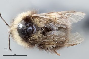 Media type: image;   Entomology 821940 Description: Specimen documentation photo of habitus dorsal viewfrom specimen MCZ:Ent:821940, captured on2024-12-16;  Aspect: habitus dorsal view